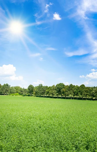 青い空に緑のアルファルファと明るい太陽を持つフィールド 垂直写真 — ストック写真