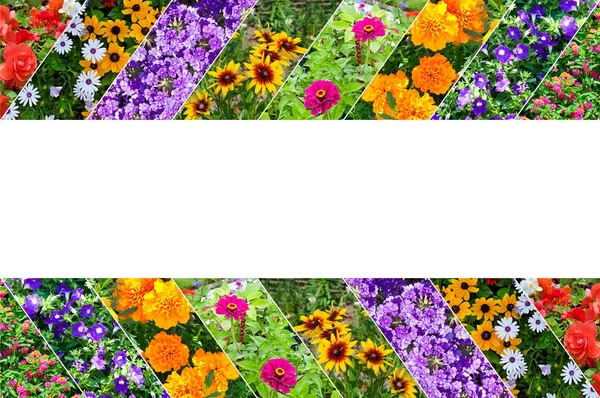 庭の花の写真のコラージュ テキストのためのフリースペースと美しいフレーム — ストック写真