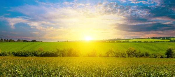 Green Corn Field Bright Sunrise Wide Photo — Stock Photo, Image