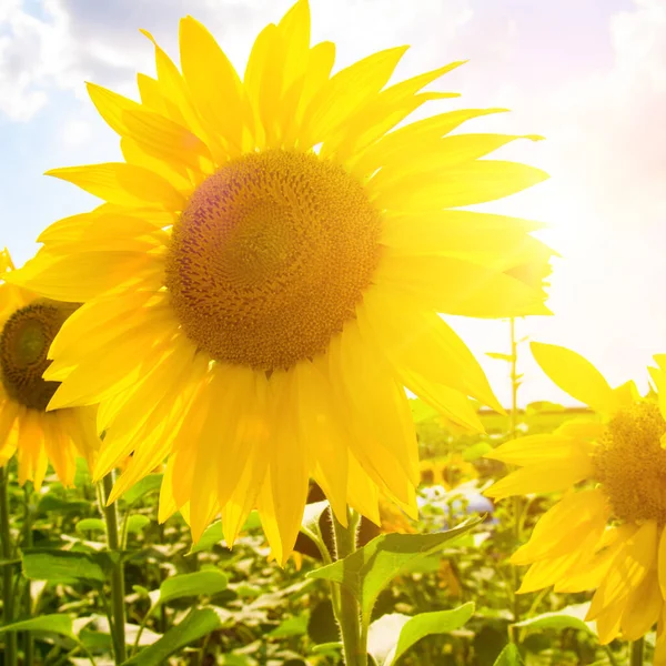 青空に開花するひまわり畑と明るい太陽 — ストック写真