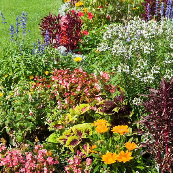 Bright Flowerbed Green Lawn — Stock Photo, Image