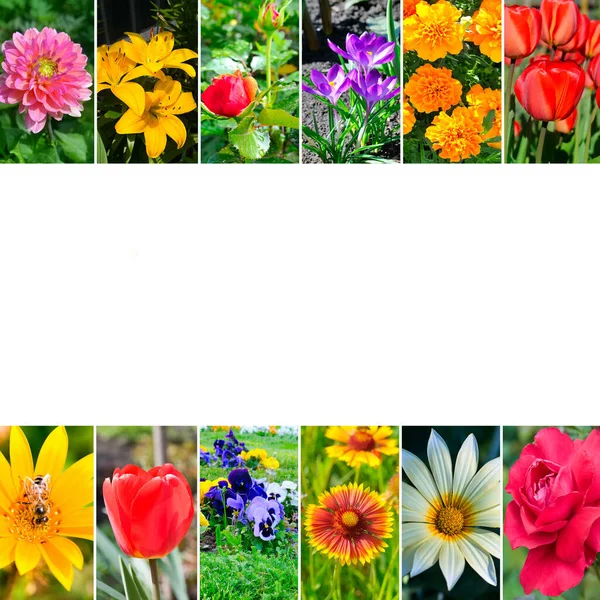 Photo Collage Garden Flowers Photos Free Space Text Collage — Stock Photo, Image