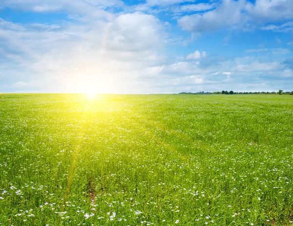 Grüne Wiese Mit Blühendem Flachs Und Sonnenaufgang Über Dem Horizont — Stockfoto