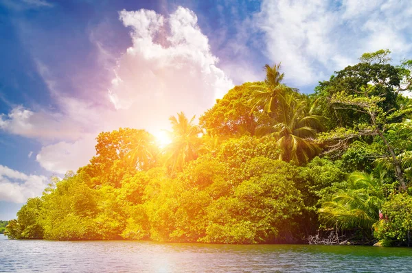 Kokospalmen Mangroven Und Sonnenaufgang Schöner Tropischer Hintergrund — Stockfoto
