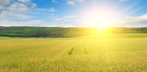 Pole Zelené Pšenice Východ Slunce Nad Obzorem Široká Fotografie — Stock fotografie