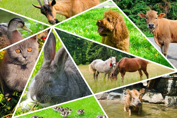 Photo Collage Portraits Domestic Animals — Foto Stock