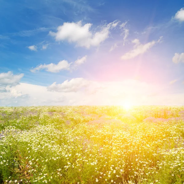 青い空のカモミール畑と明るい太陽 — ストック写真