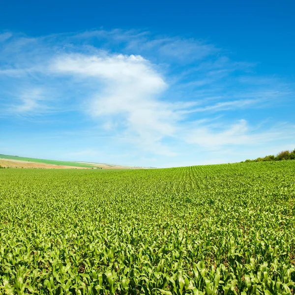 Campo Verde Milho Céu Azul Paisagem Agrícola — Fotografia de Stock