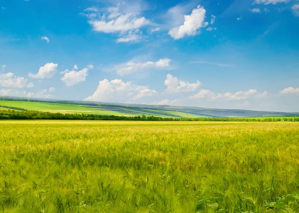 Yeşil Buğday Tarlası Mavi Gökyüzü Güzel Bahar Tarım Manzarası — Stok fotoğraf
