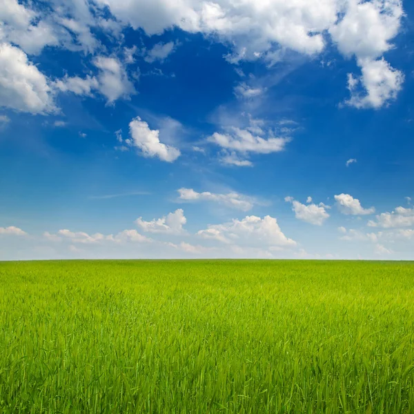 Zielone Pole Pszenicy Błękitne Niebo Piękny Wiosenny Krajobraz Agroturystyczny — Zdjęcie stockowe