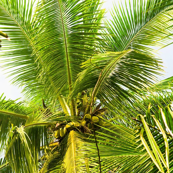 热带棕榈树 椰子树映衬蓝天 前往斯里兰卡的旅行 — 图库照片