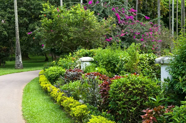 Giardino Botanico Con Rari Alberi Esotici Kandy Sri Lanka — Foto Stock