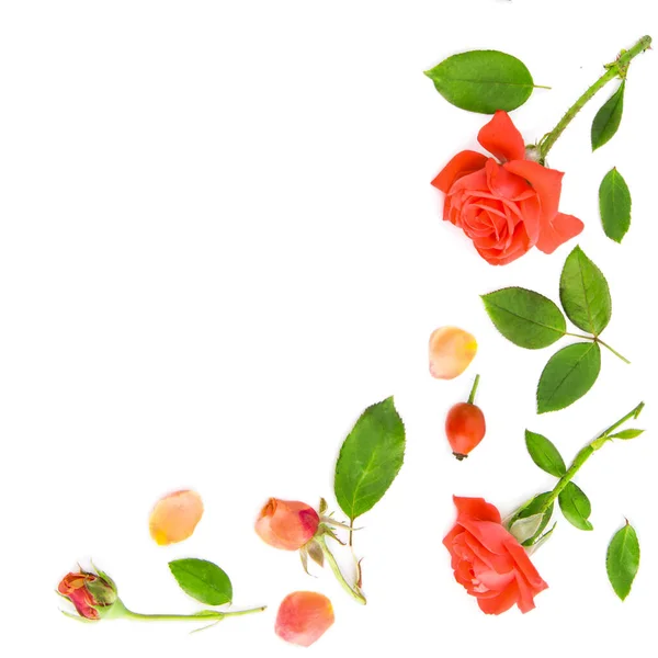 Квіти Пелюстки Троянд Ізольовані Білому Тлі Візерунок Вітальної Листівки Вільний — стокове фото