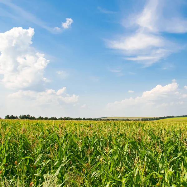 Grönt Fält Majs Och Blå Himmel Landskap Inom Jordbruket — Stockfoto