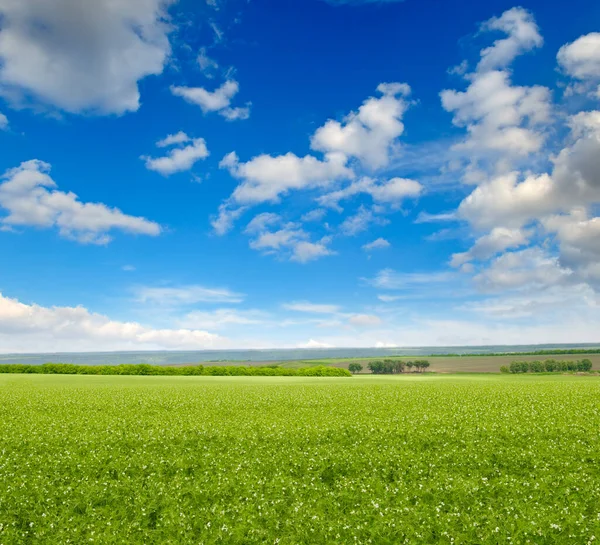 Grüne Erbsenfelder Und Schöner Blauer Himmel — Stockfoto