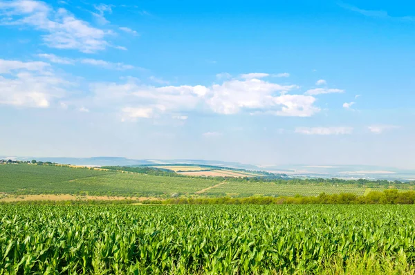 Zielone Pole Kukurydzy Błękitne Niebo Krajobraz Rolny — Zdjęcie stockowe