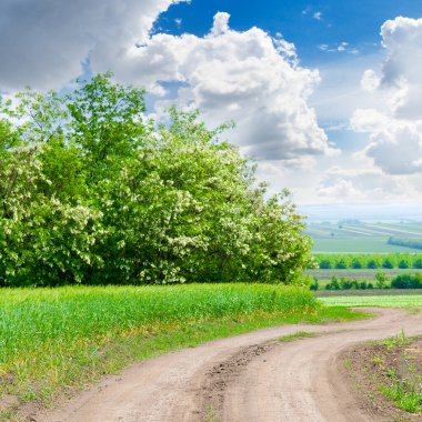 Buğday tarlasının yeşil tarlası parlak mavi gökyüzü.