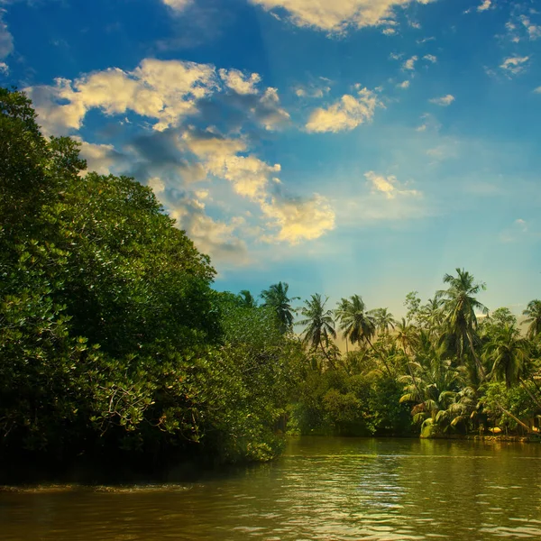 Rivier Prachtige Zonsopgang Tropische Palmen — Stockfoto