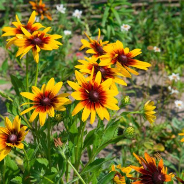Bright rudbeckia in a summer flower bed.