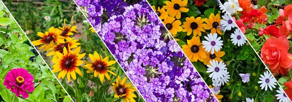 Collage Garden Flowers Photos Wide Photo — Stock Photo, Image