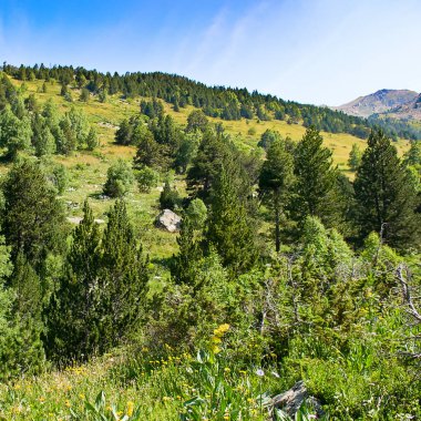 Pireneler, dağlar, orman ve çiçek açan çayırlar. Yaz, Andorra.