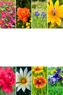 Photo collage of garden flowers photos. Free space for text. Vertical photo.