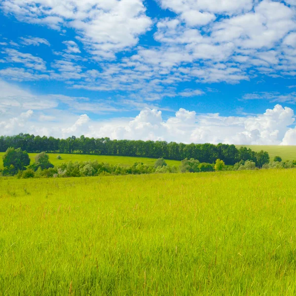 Green Wheat Field Blue Sky Beautiful Spring Agro Landscape — Stock Photo, Image