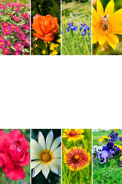 Photo Collage Garden Flowers Photos Free Space Text Vertical Photo — Stock Photo, Image