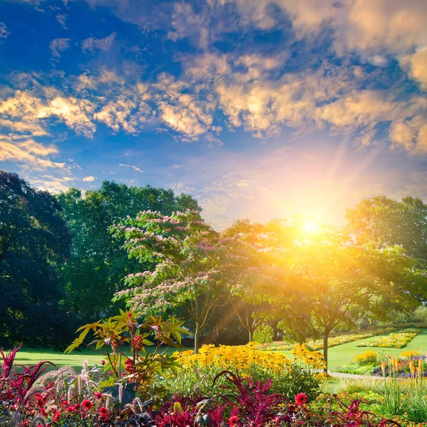 Beautiful Garden Flower Garden Sunrise — Stockfoto