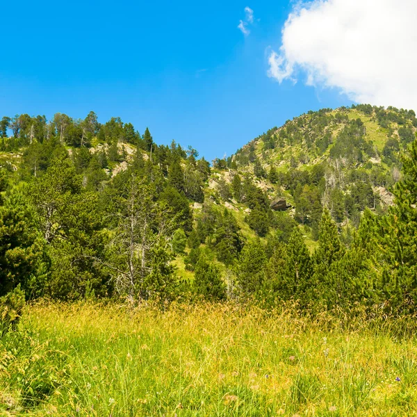 Malerische Berge Wald Und Wiese Andorra Sommer — Stockfoto