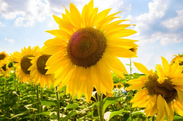 Ett Fält Med Blommande Solrosor Och Klarblå Himmel — Stockfoto