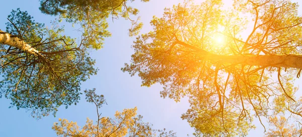 Mavi Gökyüzüne Parlak Güneşe Karşı Çam Ağaçlarından Taçlar Geniş Resim — Stok fotoğraf