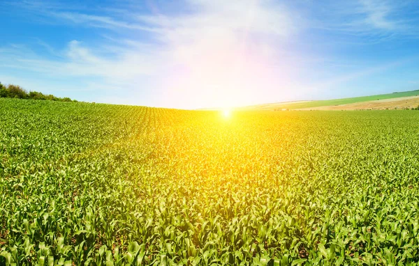 Pole Kukurydzy Piękny Zachód Słońca — Zdjęcie stockowe