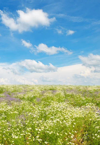 Field Med Blomstrende Tusenfryd Blå Himmel Vertikalt Bilde – stockfoto