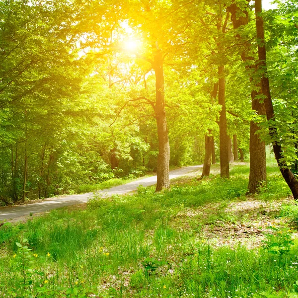 落叶森林 林路和灿烂的阳光 — 图库照片