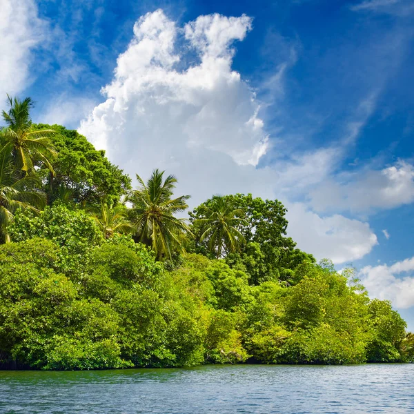 Sahilde Palmiye Ağaçları Diğer Tropikal Bitkilerle Dolu Pitoresk Bir Göl — Stok fotoğraf