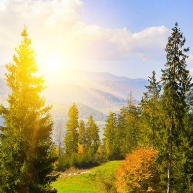 Resimli dağ yamaçları, sonbahar ormanı ve günbatımı. Karpatlar, Ukrayna.