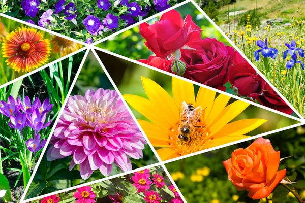 Světlé Foto Koláž Zahradních Květin — Stock fotografie