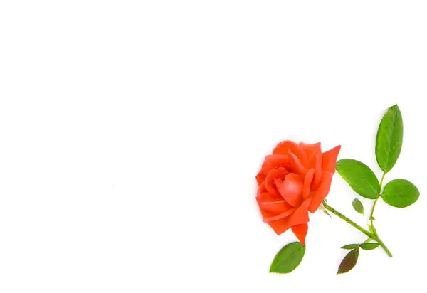 Червона Квітка Троянди Ізольована Білому Тлі Вільний Простір Тексту — стокове фото