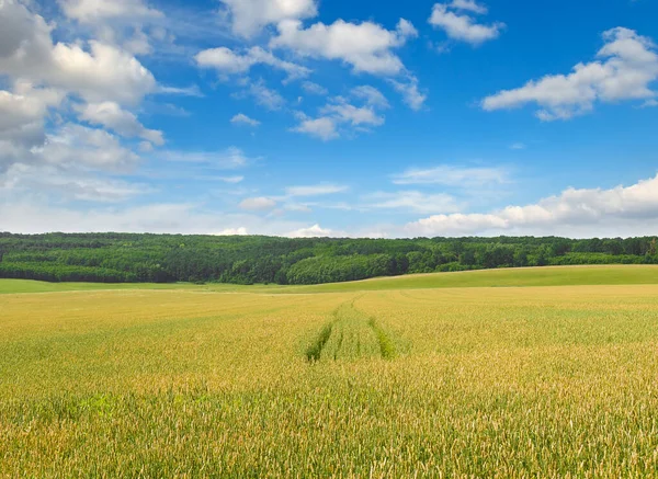 Пшеничное Поле Голубое Облачное Небо — стоковое фото