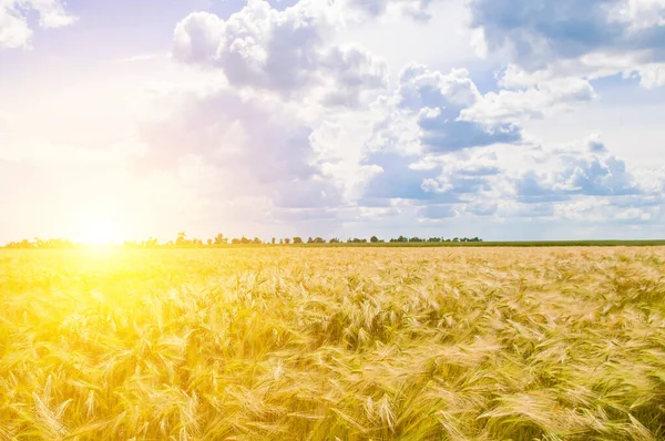 Field Ears Wheat Sunrise — Stock Photo, Image