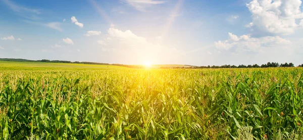 玉米地和美丽的日出 全息图 — 图库照片