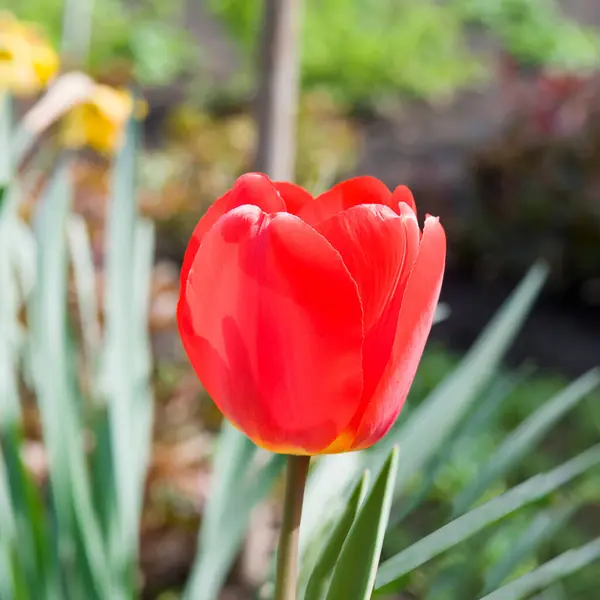 Fleur Tulipe Rouge Sur Fond Jardin Printemps — Photo