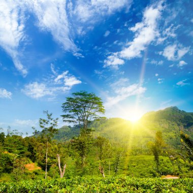 Dağların yamaçlarında çay çiftliği ve güzel bir gündoğumu. Sri Lanka