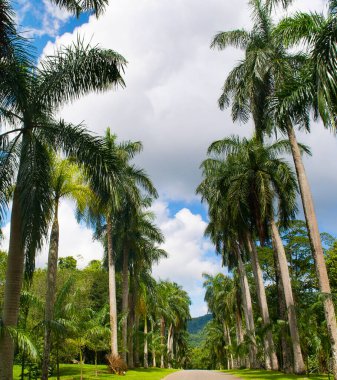 Royal Botanic King Gardens 'taki palmiye ağacı sokağı. Peradeniya. Kandy mi? Sri Lanka.