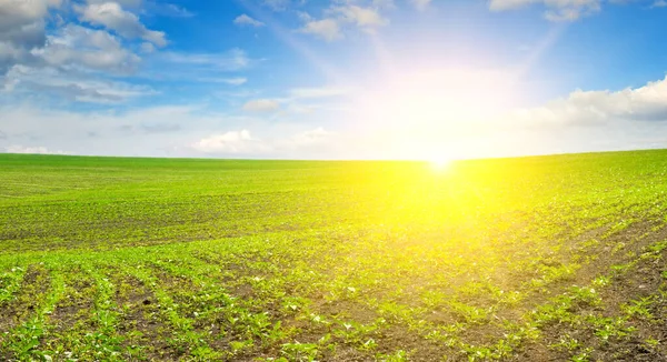 Grünes Sonnenblumenfeld Und Strahlender Sonnenaufgang Großes Foto — Stockfoto