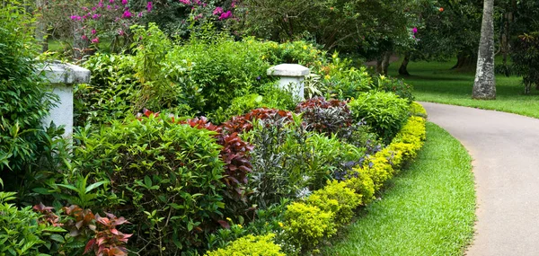 Giardino Botanico Con Rari Alberi Esotici Kandy Sri Lanka Ampia — Foto Stock