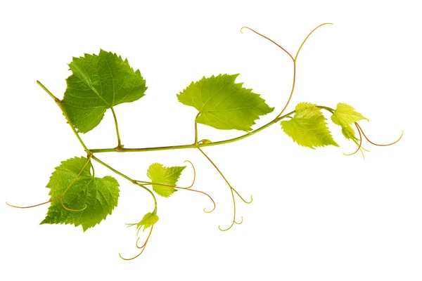 小叶子被白色背景隔离的葡萄藤 — 图库照片