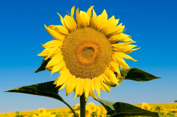 Solros Blomma Mot Den Blå Himlen — Stockfoto