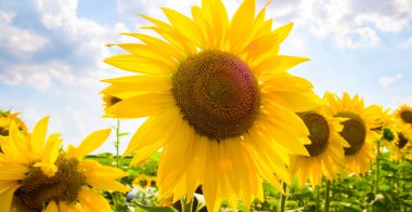 Çiçek açan bir tarla ve parlak mavi bir gökyüzü. Geniş resim.